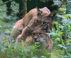 AUGEN, wie ein Luchs?