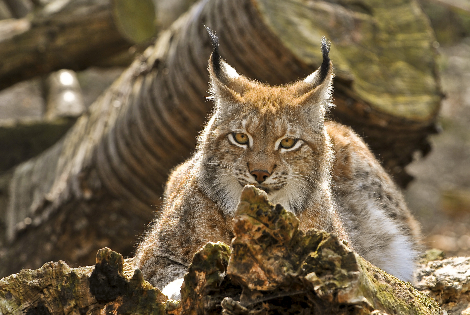 Augen wie ein Luchs