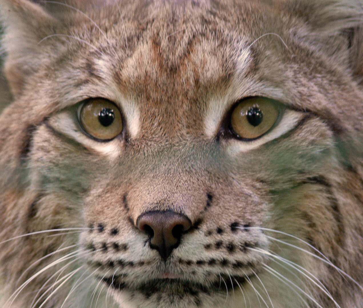 Augen wie ein Luchs