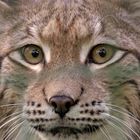 Augen wie ein Luchs