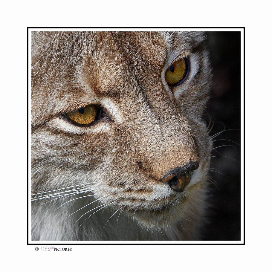 ... Augen wie ein Luchs