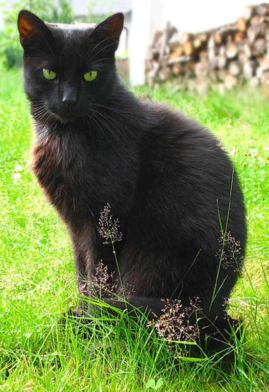 Augen wie Gras...