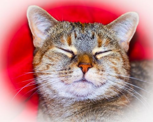 "Augen zu und durch .... ins Jahr 2012"