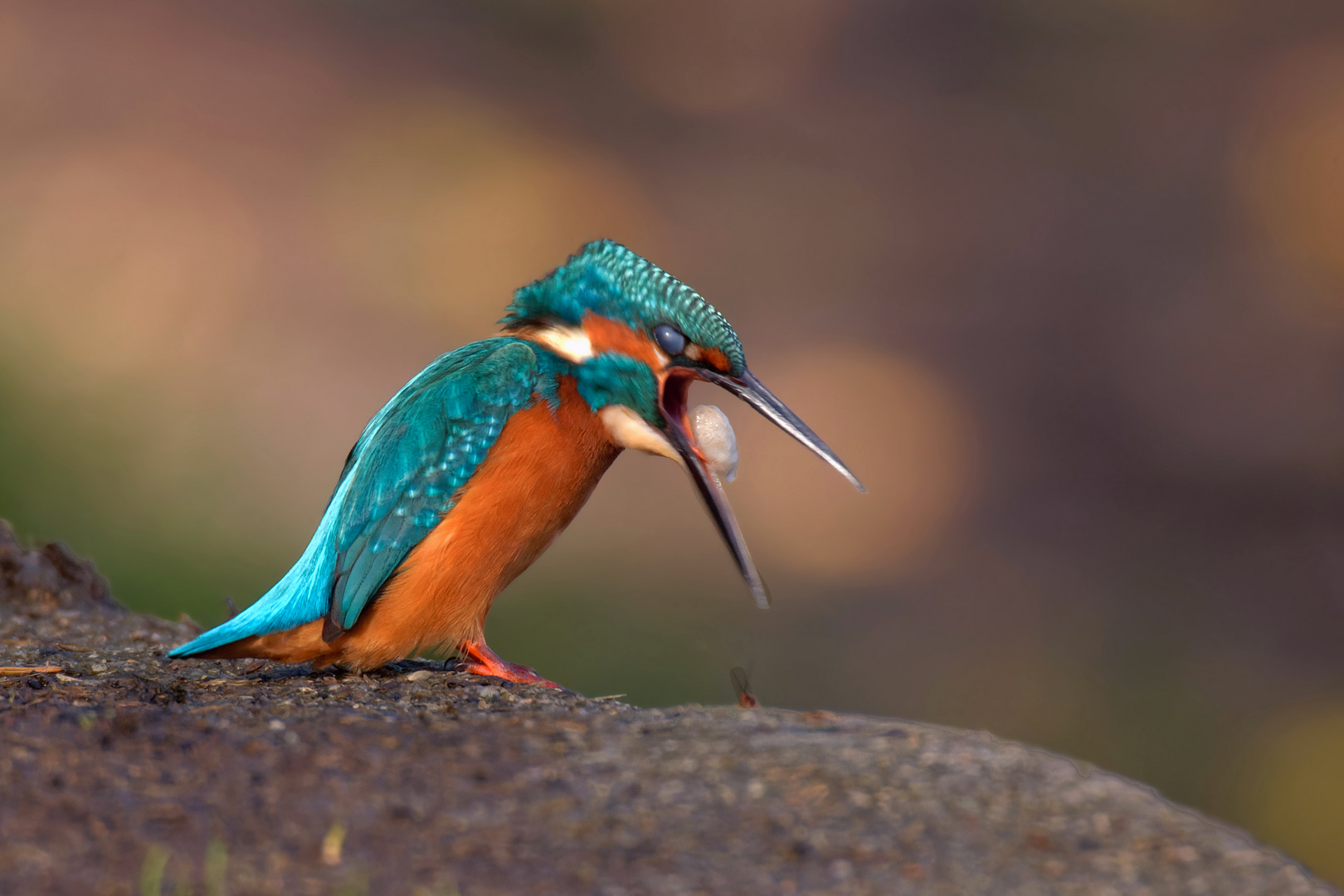 Augen zu und durch... Speiballen - Eisvogel  (Alcedo atthis)