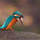 Augen zu und durch... Speiballen - Eisvogel  (Alcedo atthis)