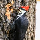 Augen zu und rein in den Baum