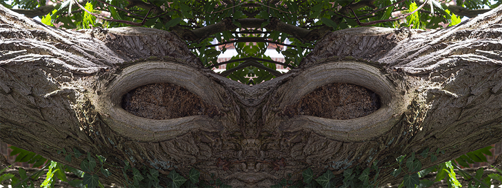 Augenbaum (Mittwochsblümchen)