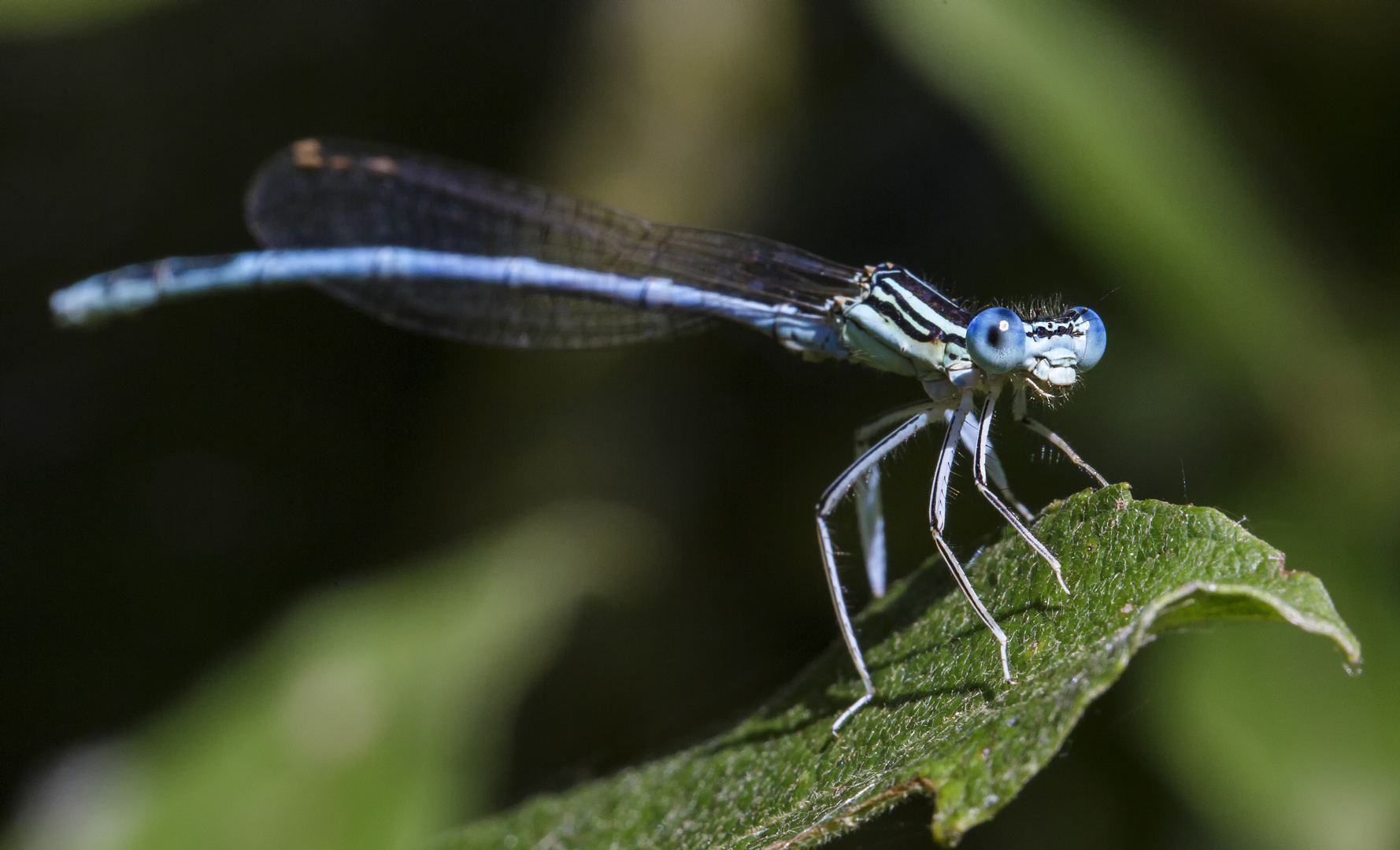 Augenblau