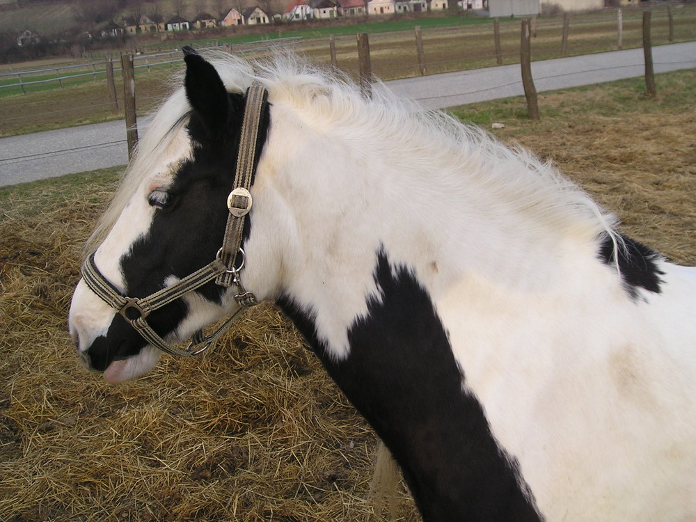 Augenblau's Besitzer