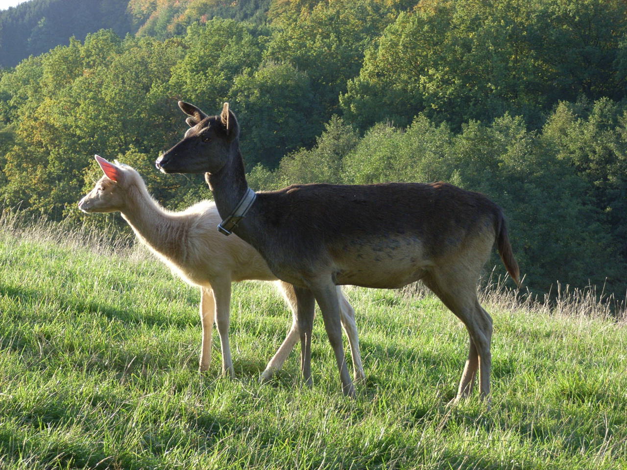 Augenblick