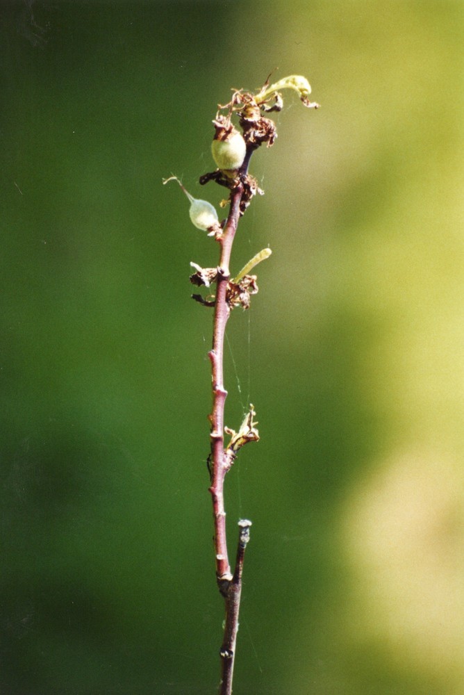 Augenblick