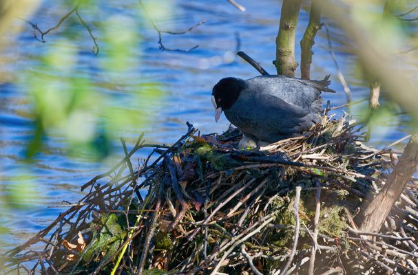 AUGENBLICK DER STILLE - ALS DAS NEST VERSTUMMTE