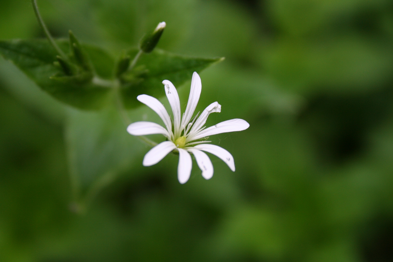 Augenblick