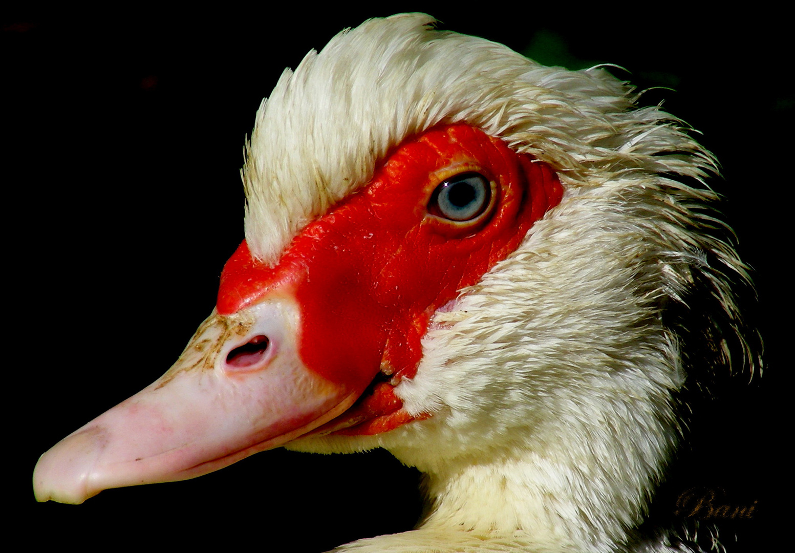 Augenblick einer Ente