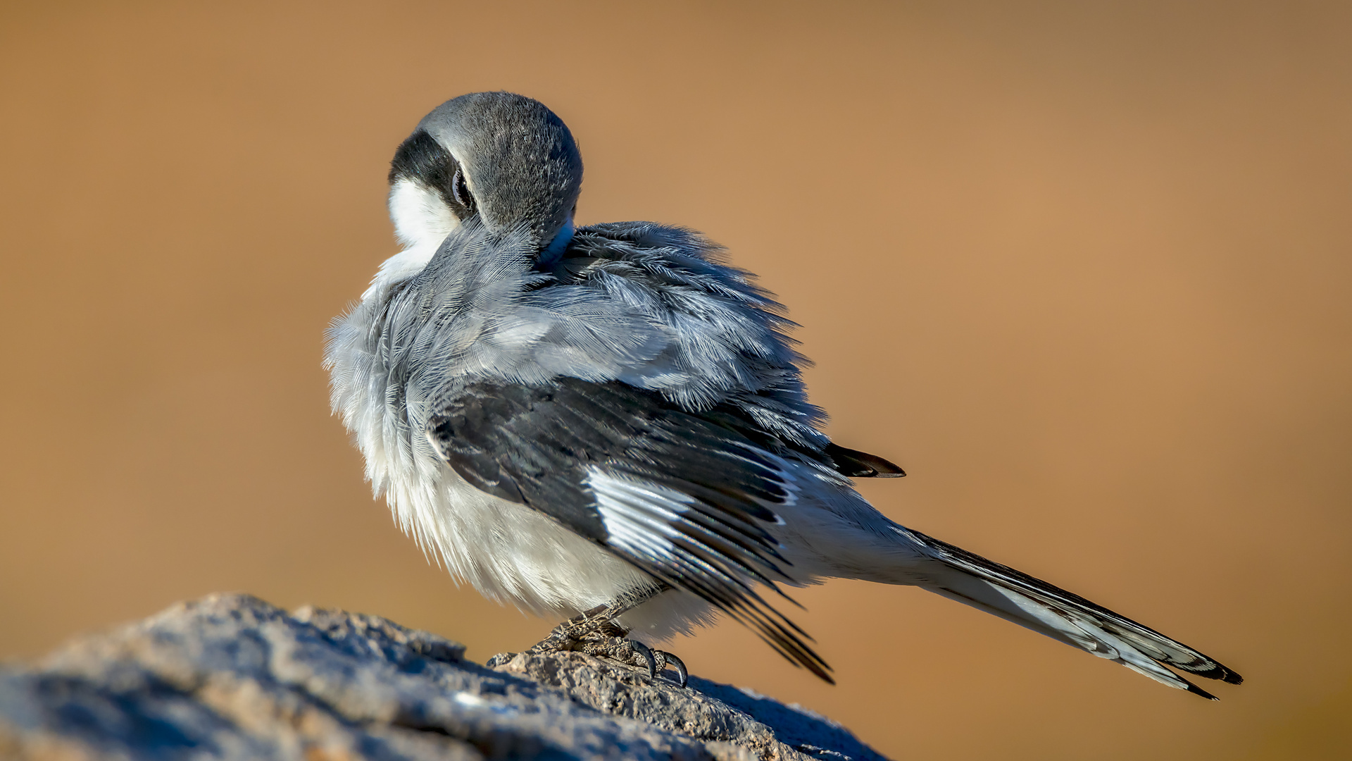 "Augenblick, ich mach mich noch schön für's Foto!"