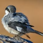 "Augenblick, ich mach mich noch schön für's Foto!"