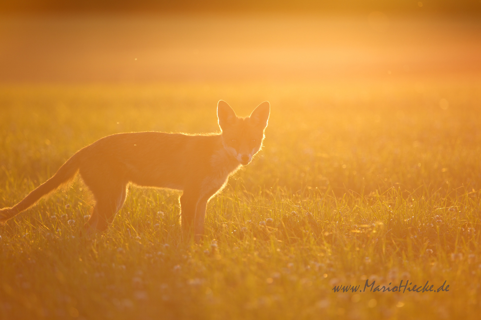 Augenblick im Gegenlicht*