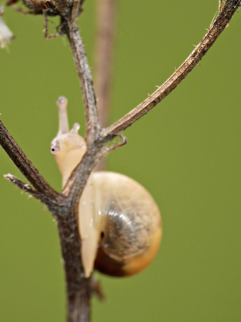 Augenblick ... im Leben einer Schnecke ...