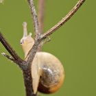 Augenblick ... im Leben einer Schnecke ...