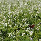 Augenblick im Spätsommer