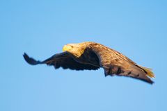 Augenblick Wildnis