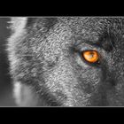 Augenblicke - der Wolf