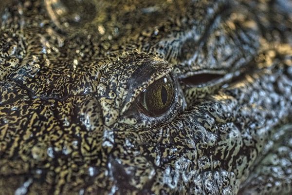 Augenblicke eines Krokodil