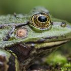 Augenblicke Frosch