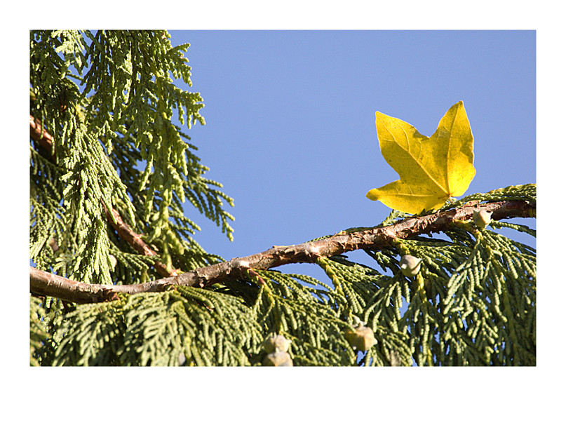 Augenblicke im Herbst I