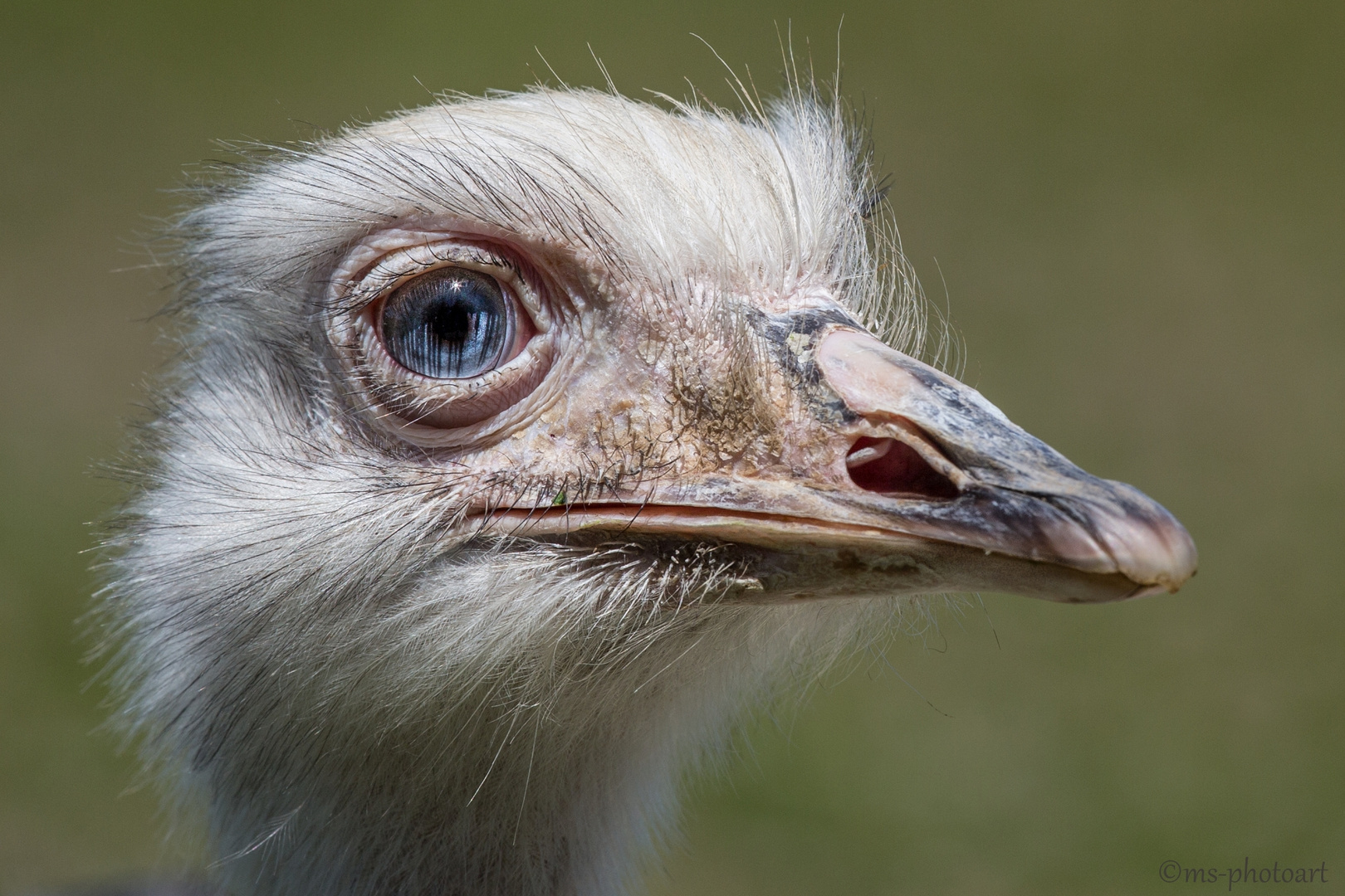 Augenblicke Nandu