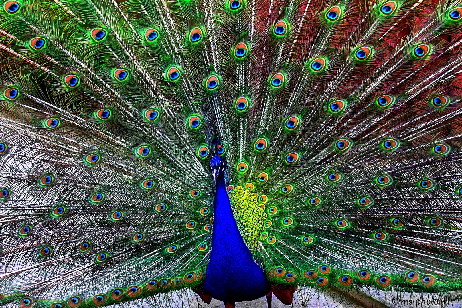 Augenblicke Pfau