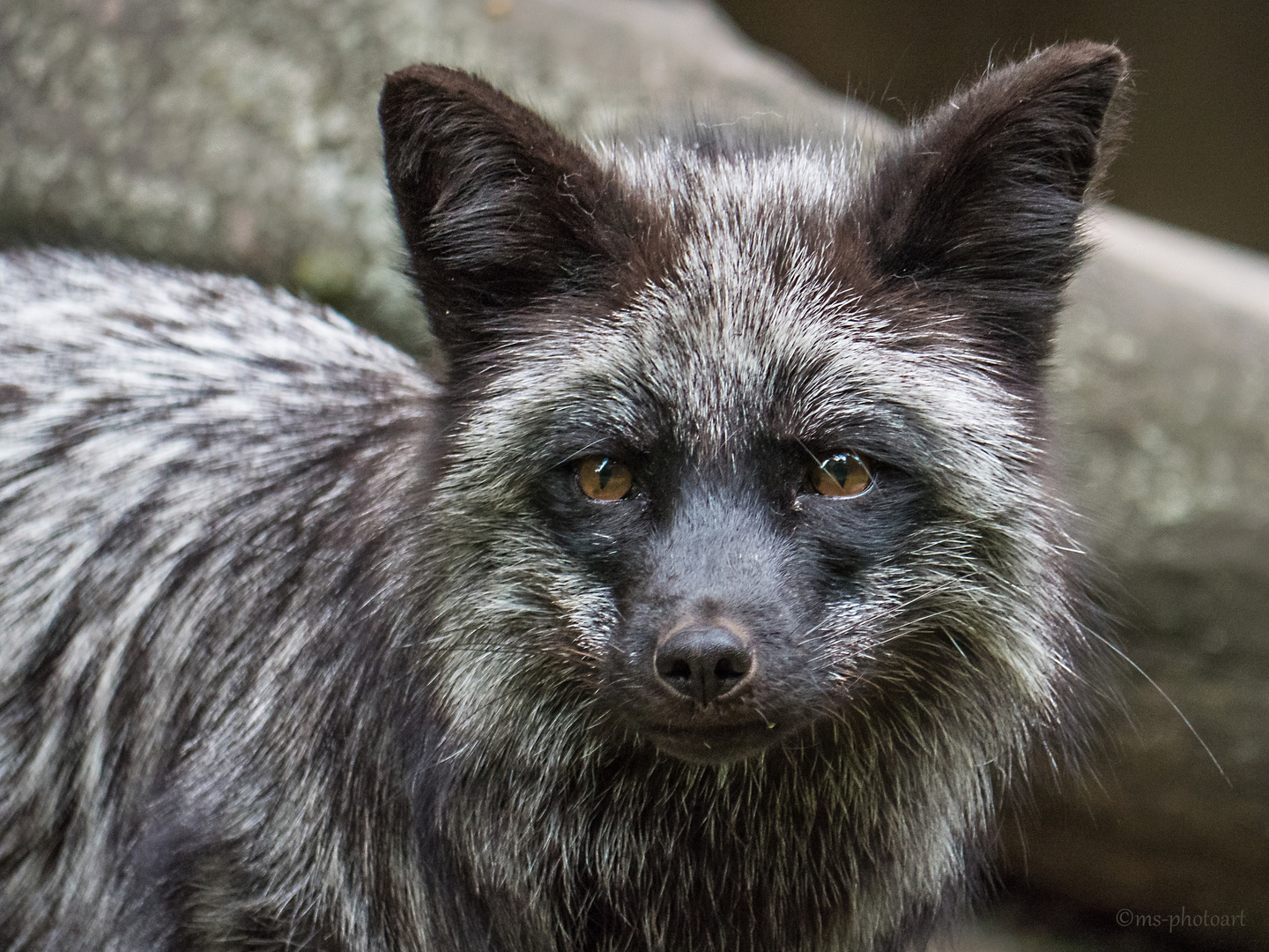 Augenblicke Silberfuchs