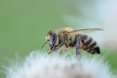 Augenbrauen wie ein Model