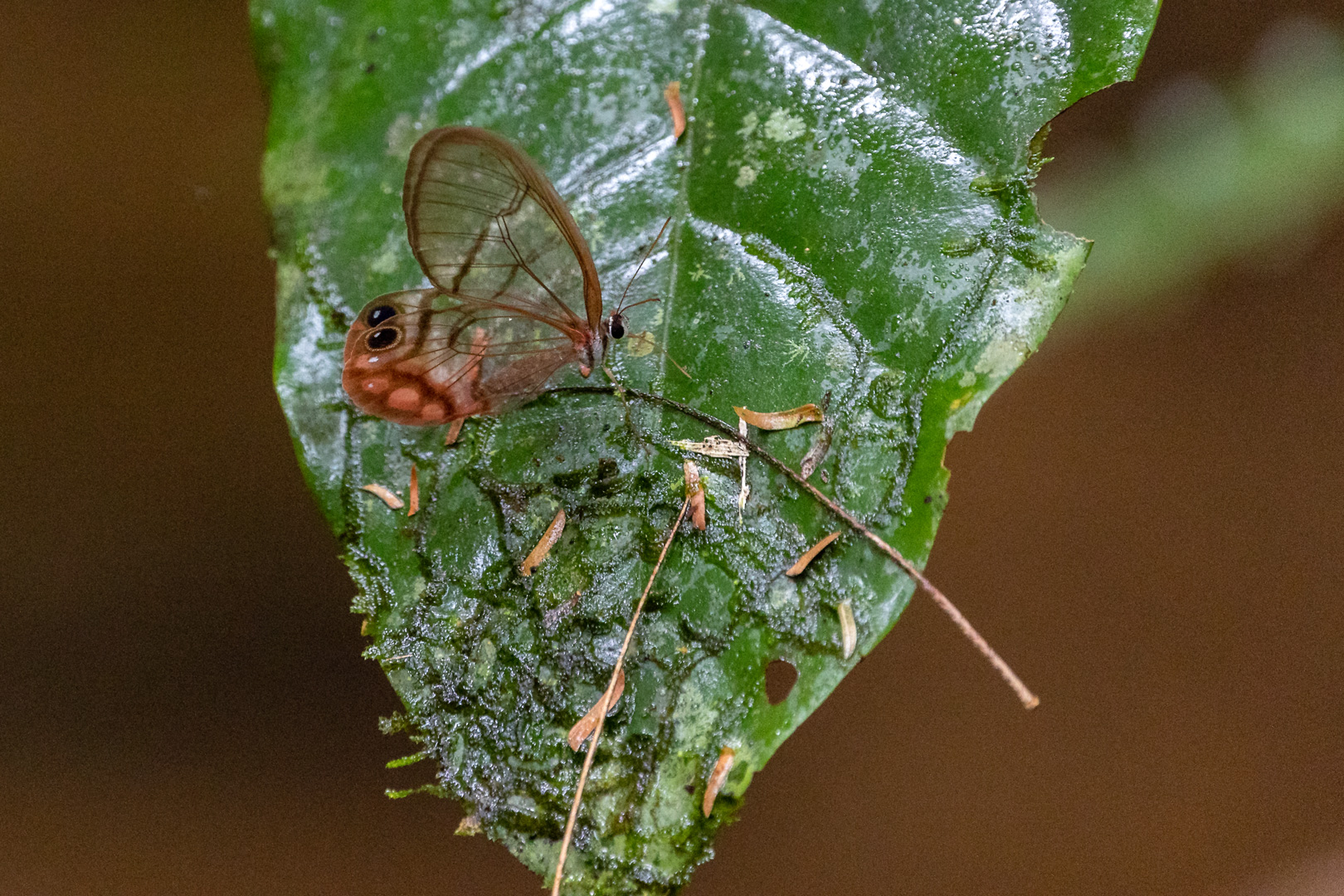 Augenfalter