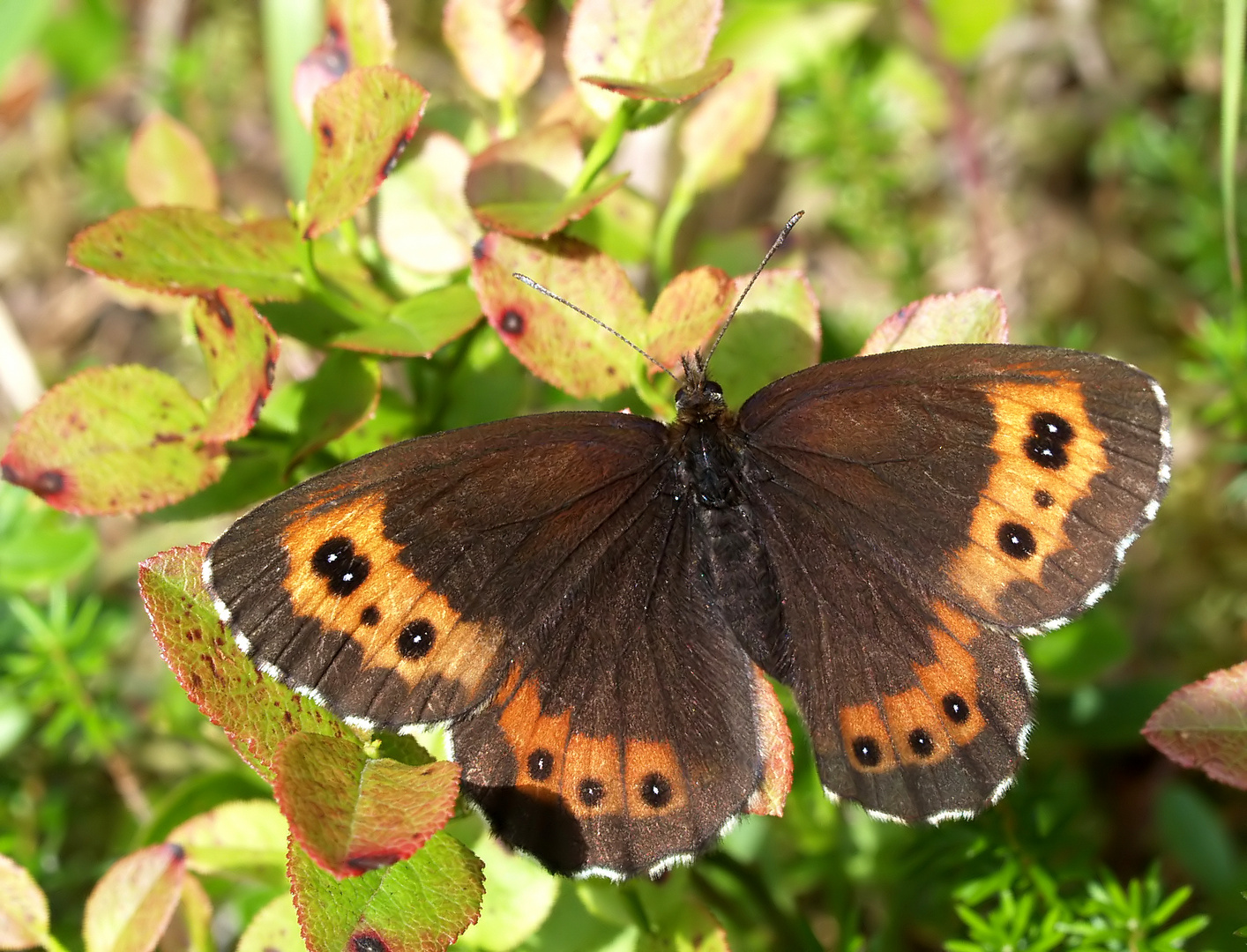 Augenfalter ~1~ Erebia ligea