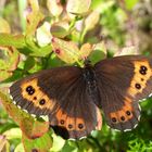 Augenfalter ~1~ Erebia ligea