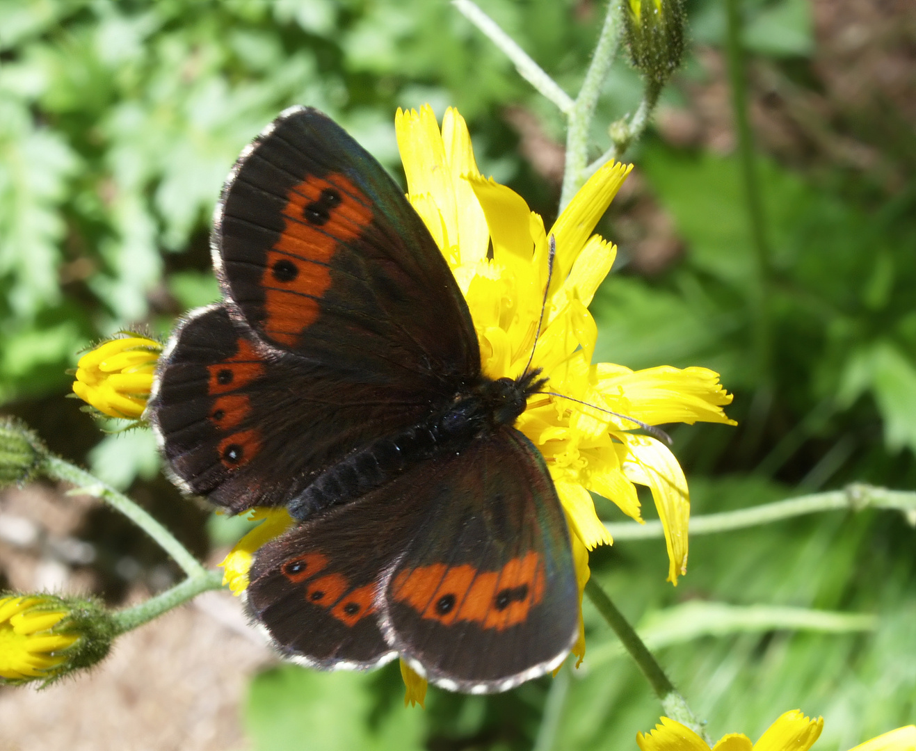 Augenfalter ~18~ Erebia euryale