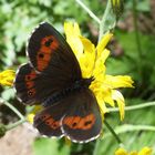 Augenfalter ~18~ Erebia euryale