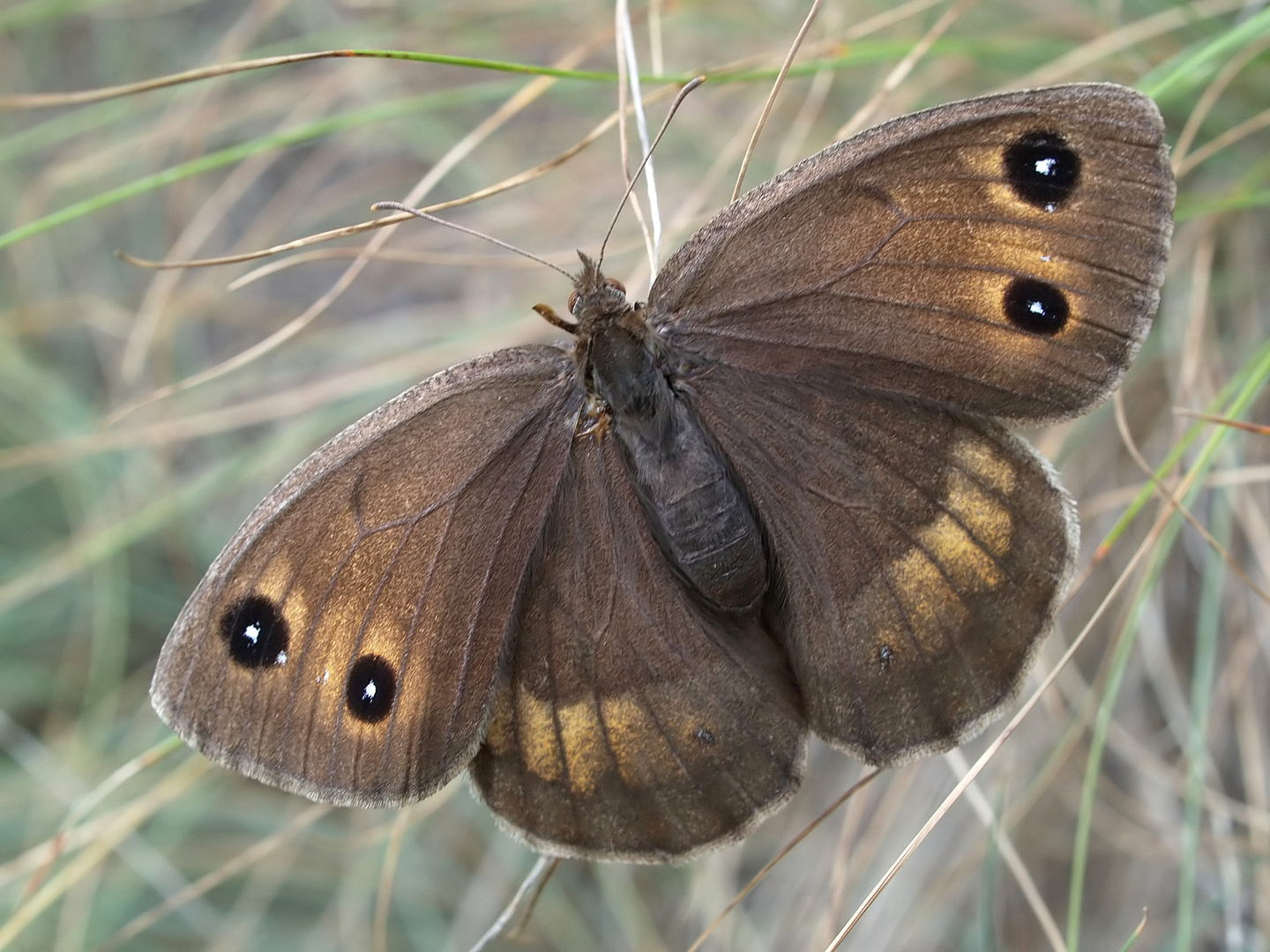 Augenfalter ~2~ Satyrus ferula