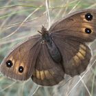 Augenfalter ~2~ Satyrus ferula