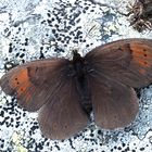 Augenfalter ~21~ Erebia pandrose