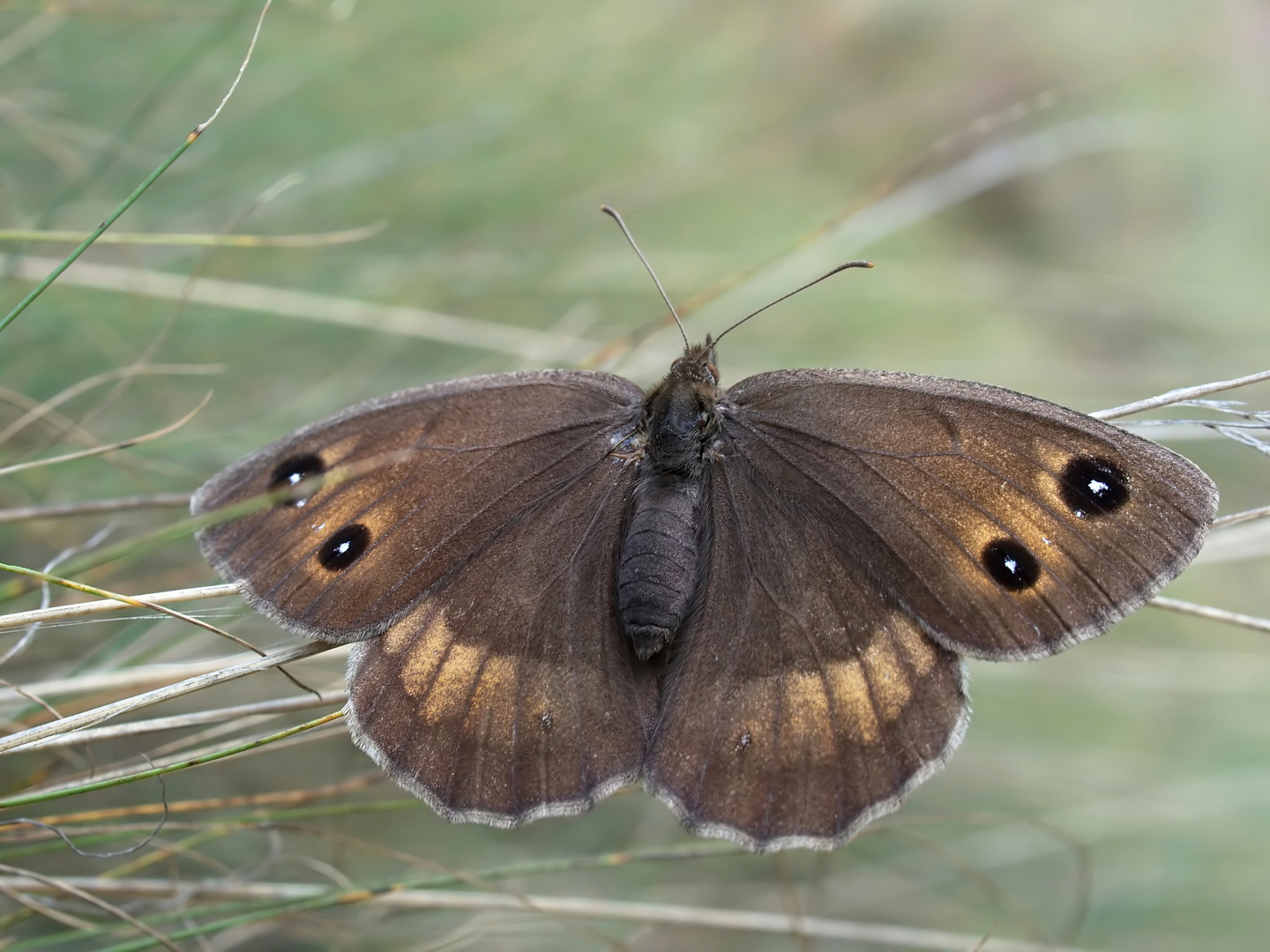 Augenfalter ~22~ Satyrus ferula