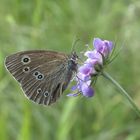 Augenfalter ~29~ Schornsteinfeger