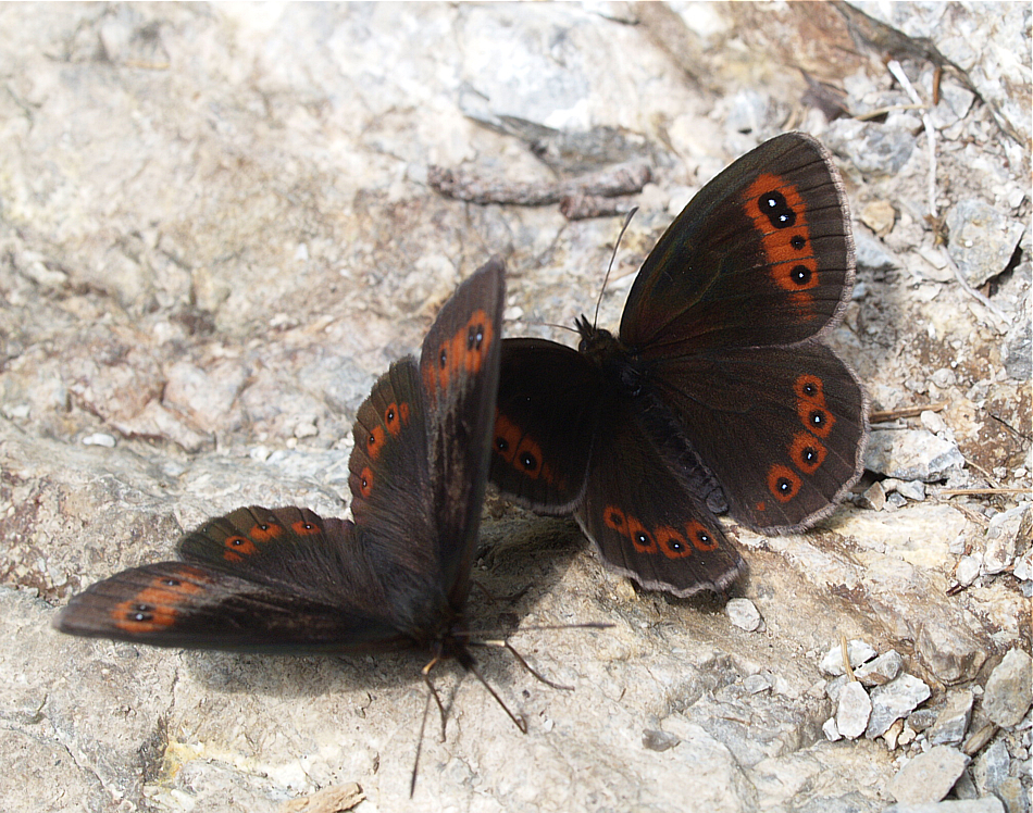 Augenfalter ~30~ Erebia aethiops