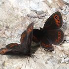 Augenfalter ~30~ Erebia aethiops