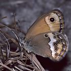 Augenfalter ~6~ Coenonympha dorus