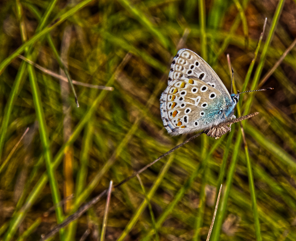 Augenfalter