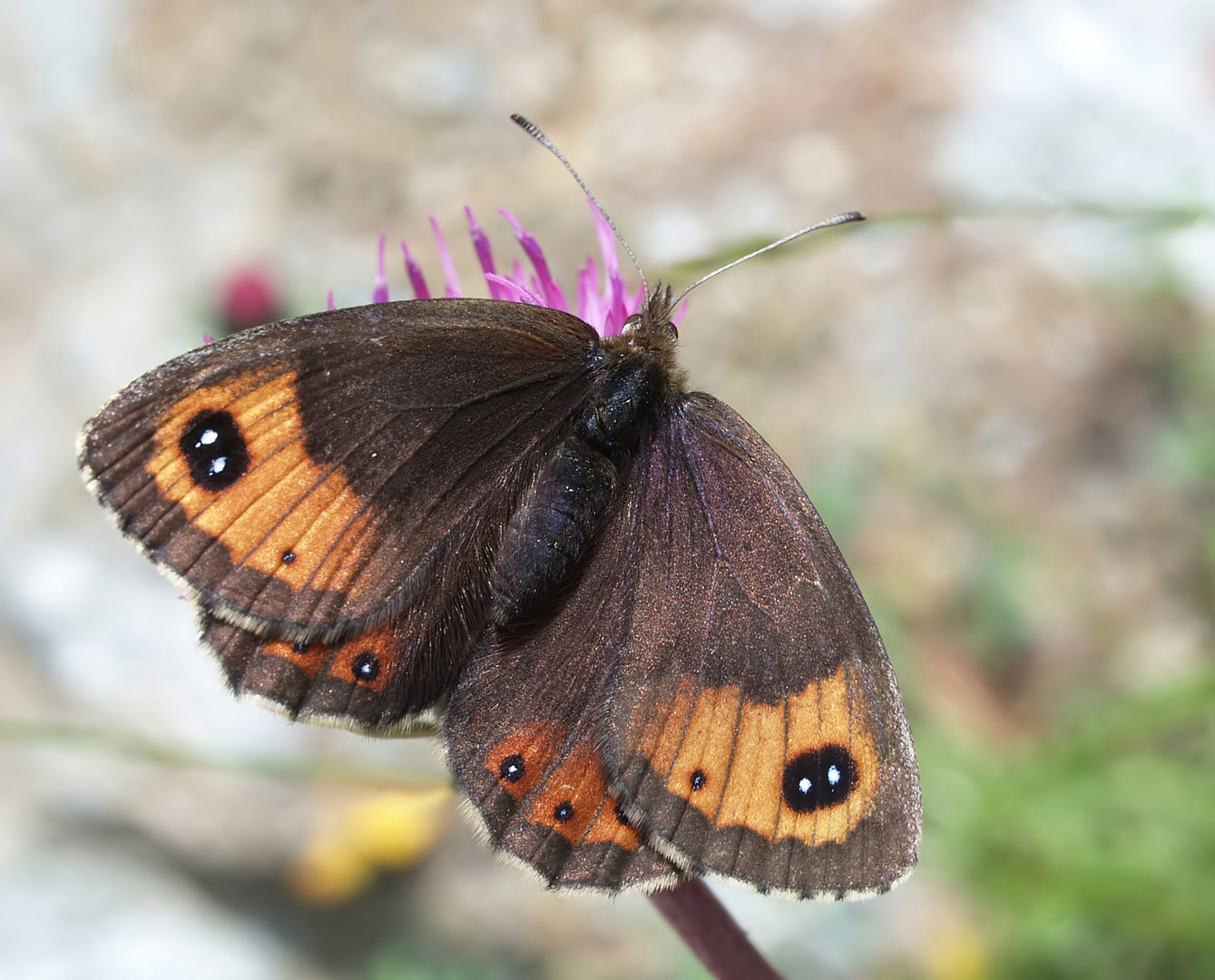 Augenfalter ~7~ Erebia montana