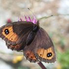 Augenfalter ~7~ Erebia montana