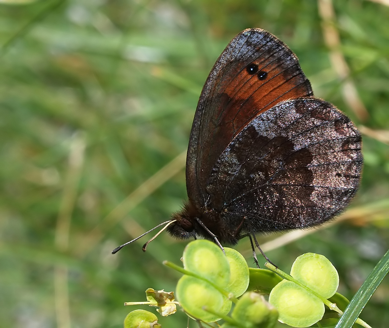 Augenfalter ~8~ Erebia pronoe